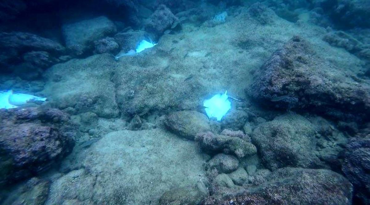 Antalya\'da Ölü Vatoz Balıkları Bulundu
