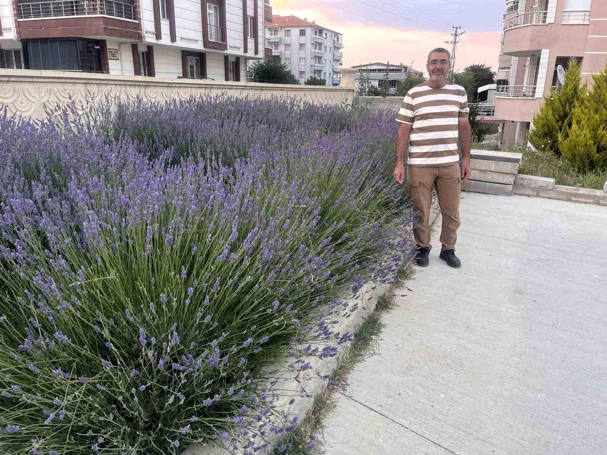 Cami Bahçesi Lavantalarla Renklendi