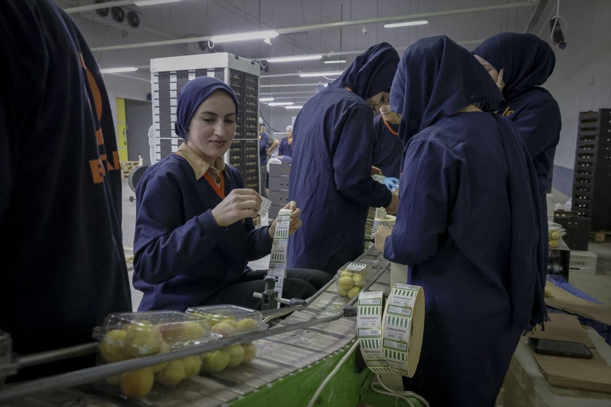 Malatya\'da Yaş Kayısı İhracatı Devam Ediyor
