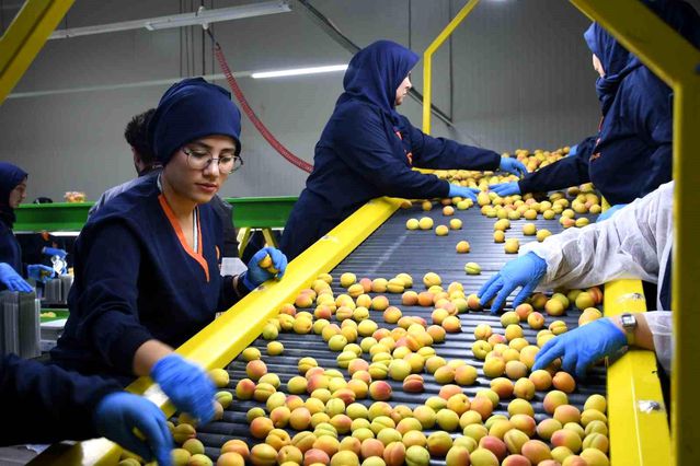 Malatya’da Kayısı İhracatı Başladı