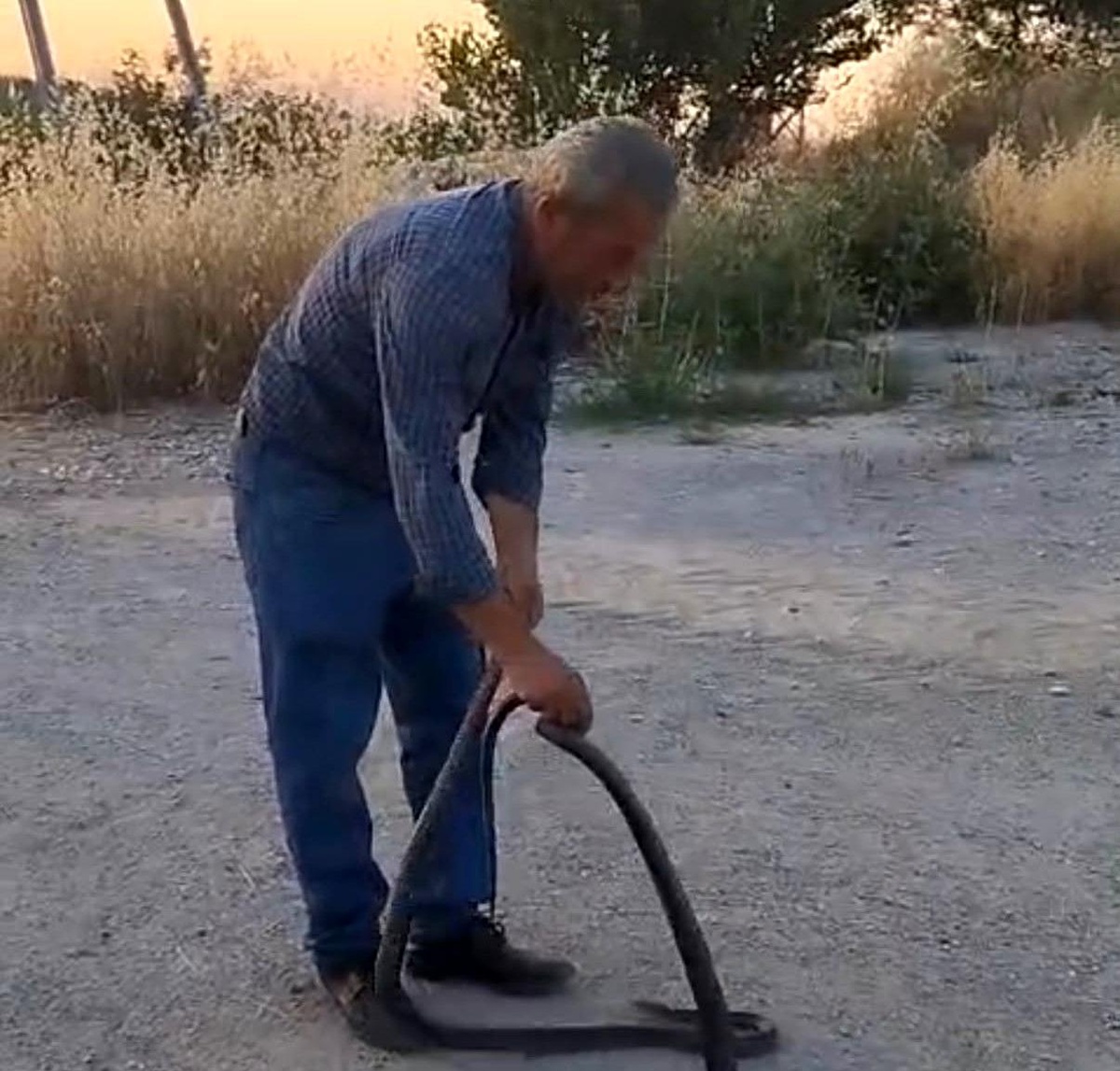 Muhtar Yılanları Yakalamada Usta
