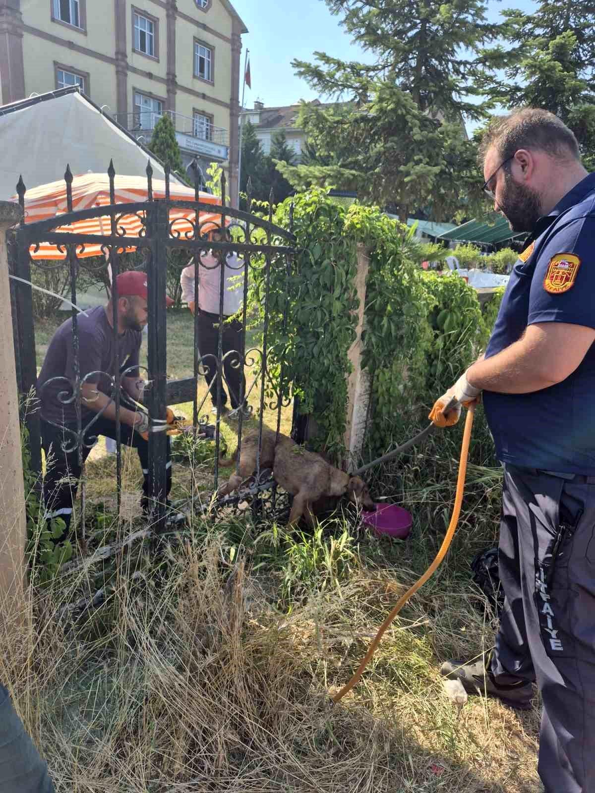 Parmaklıklara sıkışan köpek kurtarıldı