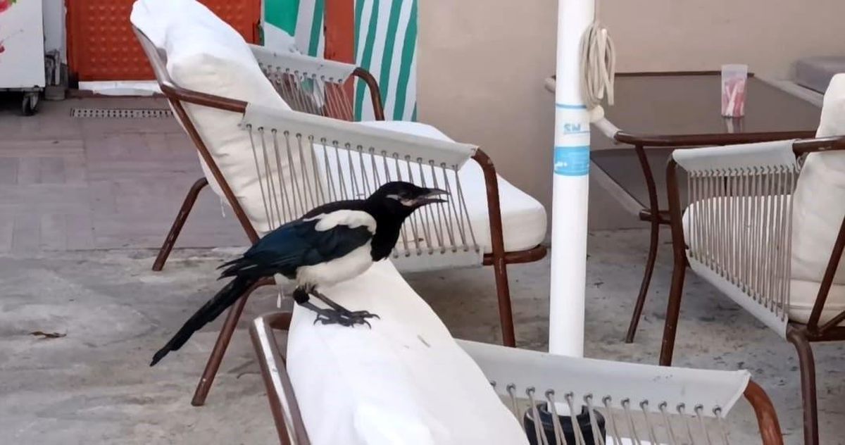 Tekirdağ\'ın Sevimli Saksağanı