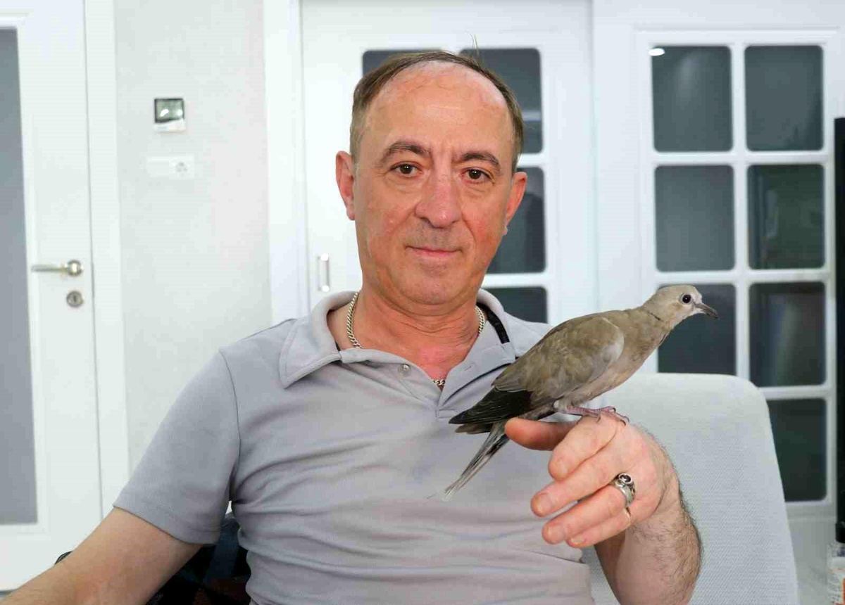 Karga Saldırısına Uğrayan Kumru Kurtarıldı