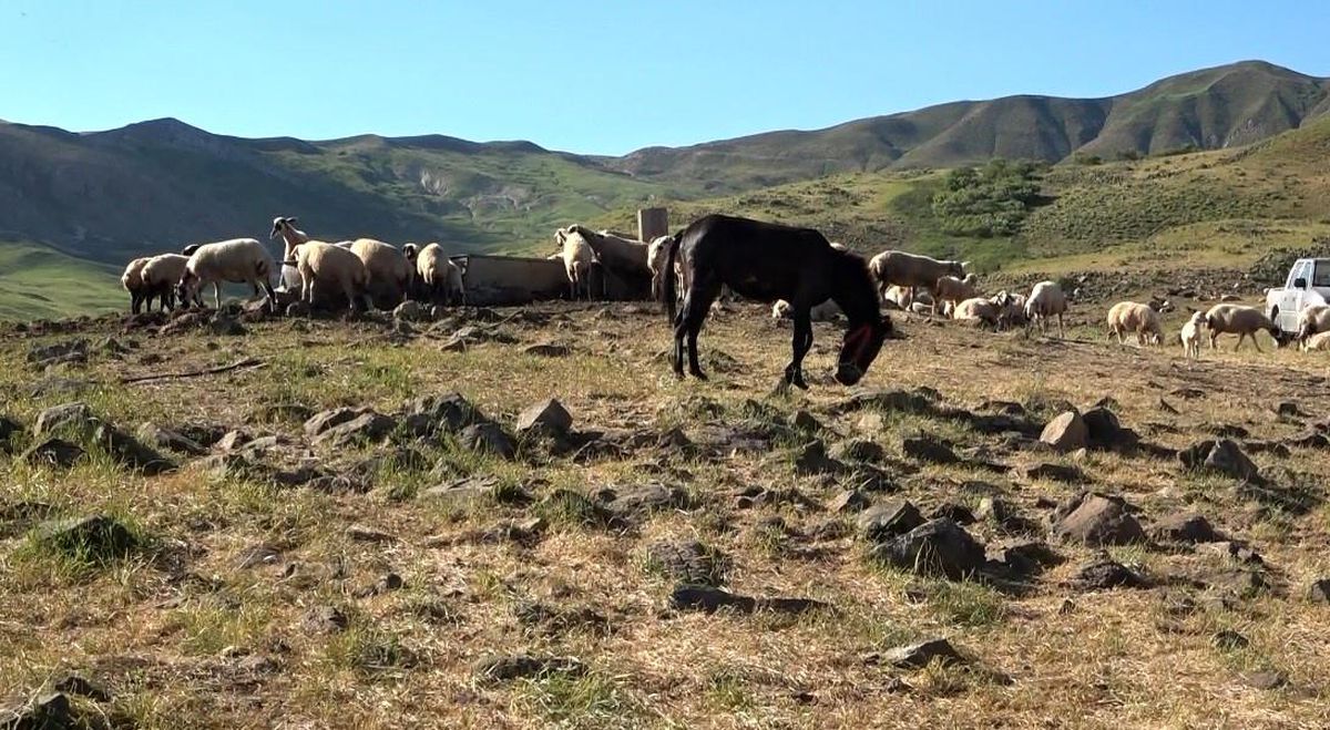 Tunceli\'de Yayla Ücreti Hayvan Başı 30 TL Oldu