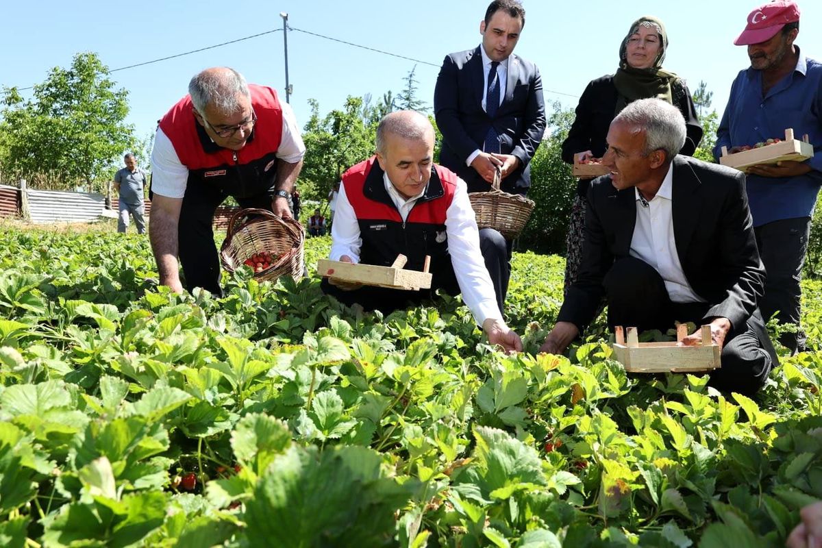 Vali Hatipoğlu Çilek Hasadına Katıldı