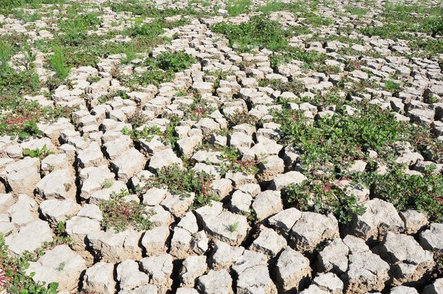 4 yıl önce kuruyan Marmara Gölü'nün son hali mest etti