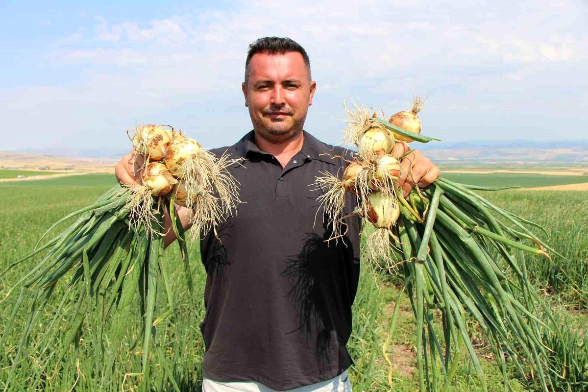 Amasya\'da Soğan Fiyatları Çaydan Ucuz