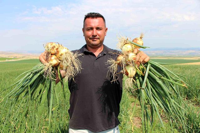 Amasya’da Soğan Fiyatları Çaydan Ucuz