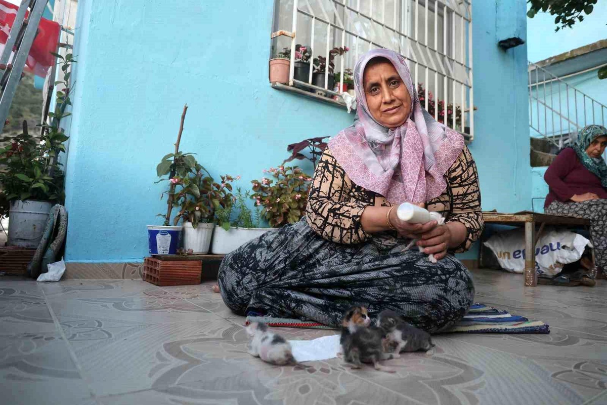 Kedilere Merhametle Bakıyor