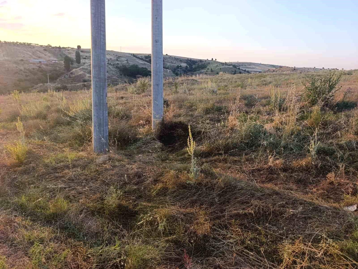 Kuş Yangına Sebep Oldu