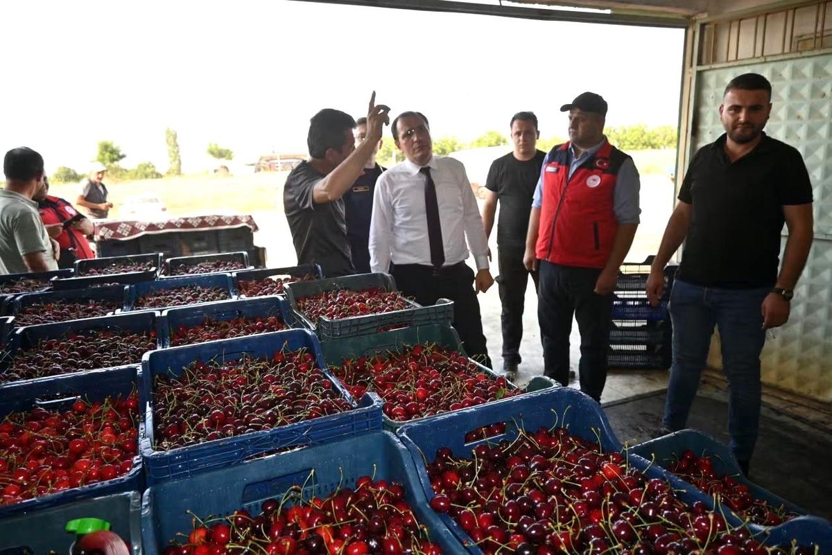 Kiraz Hasadı Başladı, Kaymakam Çiftçileri Ziyaret Etti