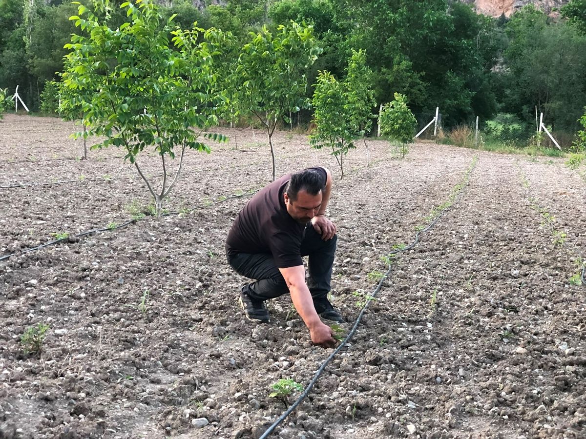 Serdar Uysal\'ın Mesire Alanı Doğaseverlerin Uğrak Yeri Oldu
