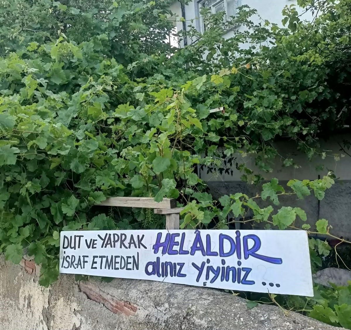Eski başkandan helal dut ve üzüm yaprağı ilanı