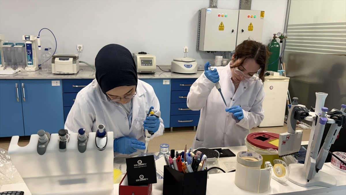 Yerel Test Kiti ile Yaşlanma Analizi