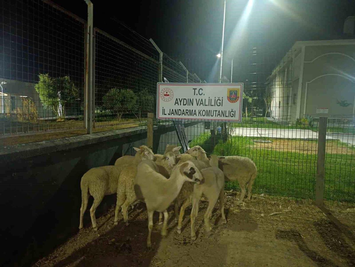 Aydın\'da Koyun Hırsızlığı: 8 Koyun Bulundu