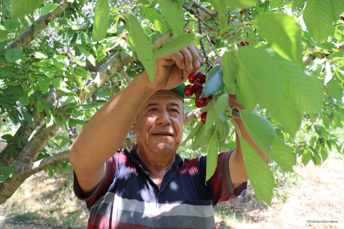 Uluborlu\'da Kiraz Hasadı Başladı