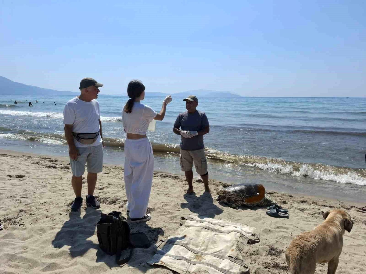 Kuşadası\'nda 3 Caretta Caretta Öldü