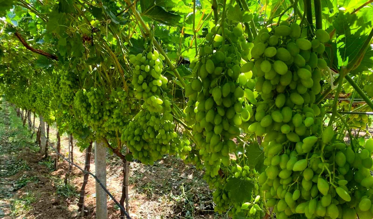 Manisa\'da Bağlar İçin Sıcaklık Uyarısı