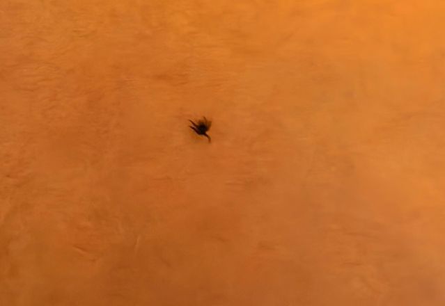 Çiftlikte Oynayan Çocuğun Göğsünde Kene Bulundu