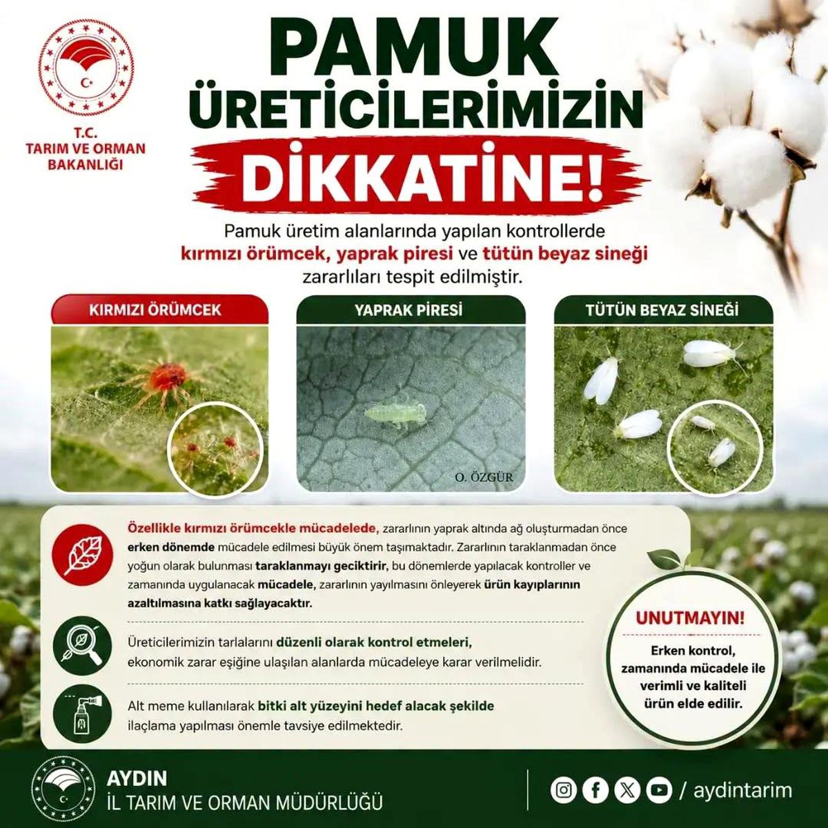 Aydın\'da Pamuk Üreticilerine Uyarı