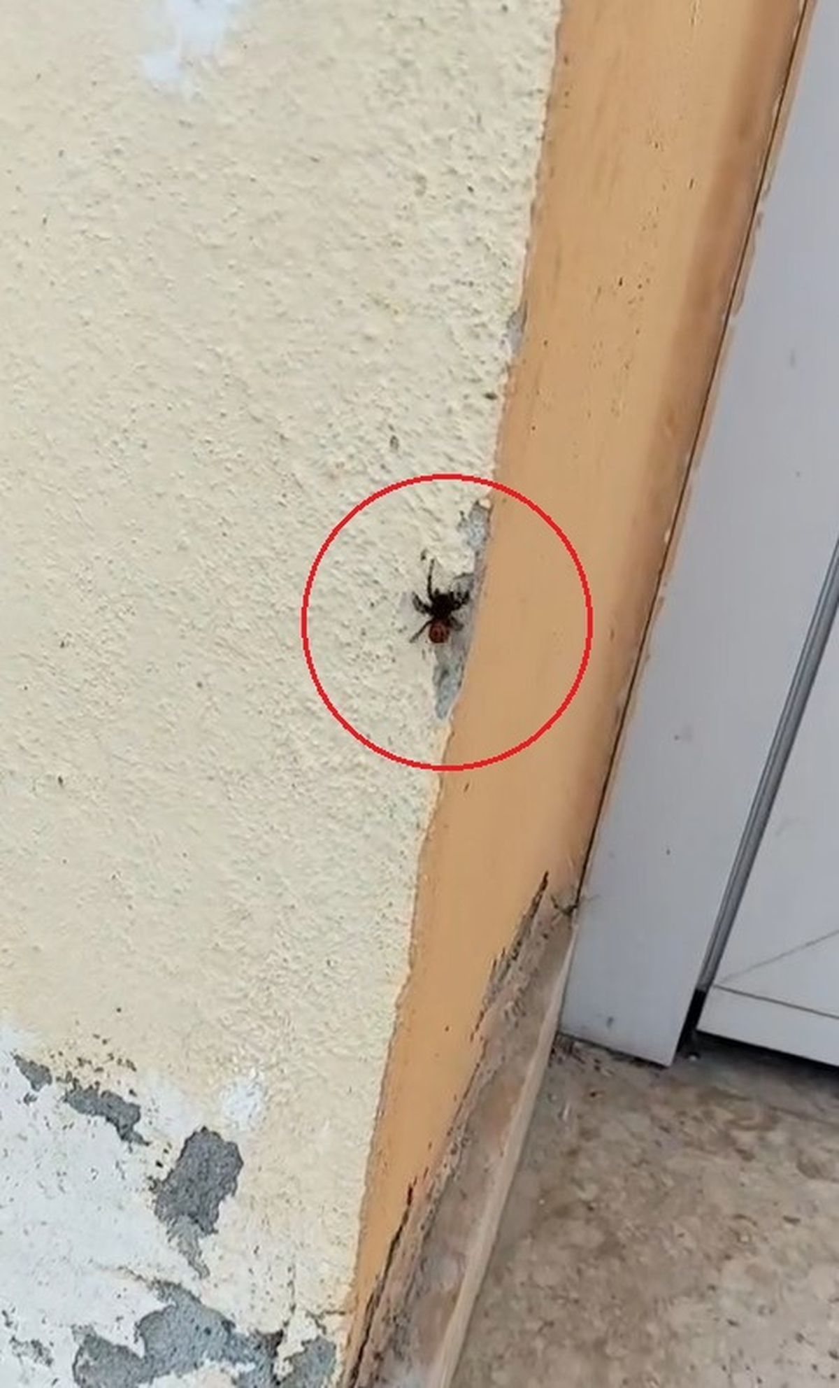 Nadir Uğur Böceği Örümceği İnegöl\'de Görüldü