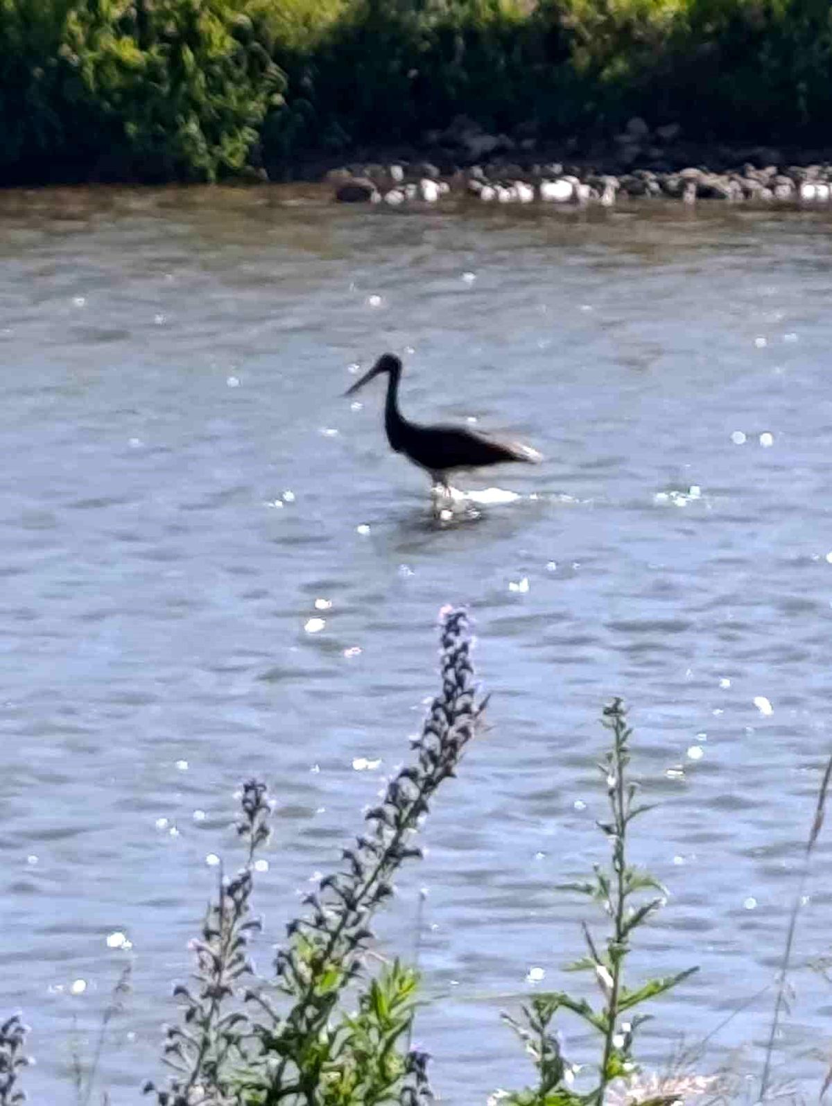 Kara Leylek Çoruh Nehri\'nde Avlanıyor