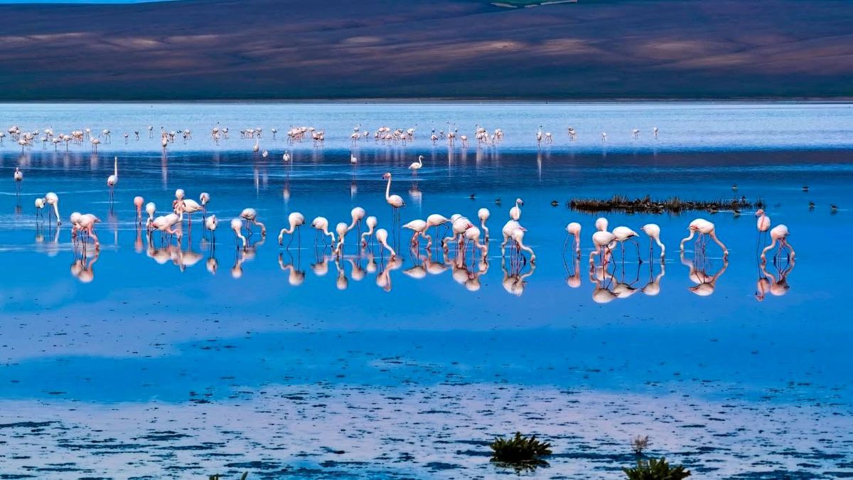 Düden Gölü\'nde Flamingo Güzelliği