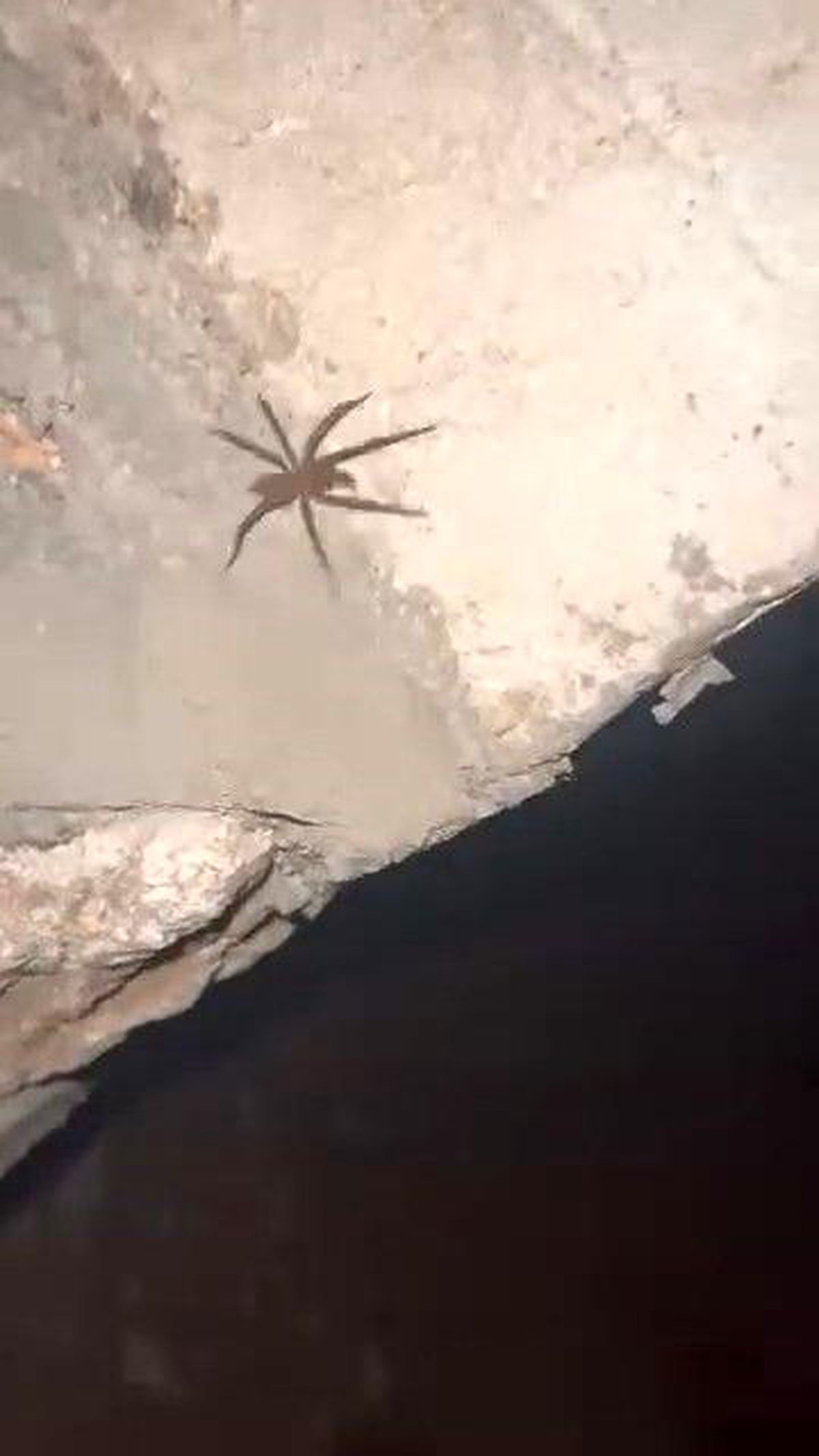 Elazığ\'da Zehirli Sarıkız Örümceği Görüntülendi