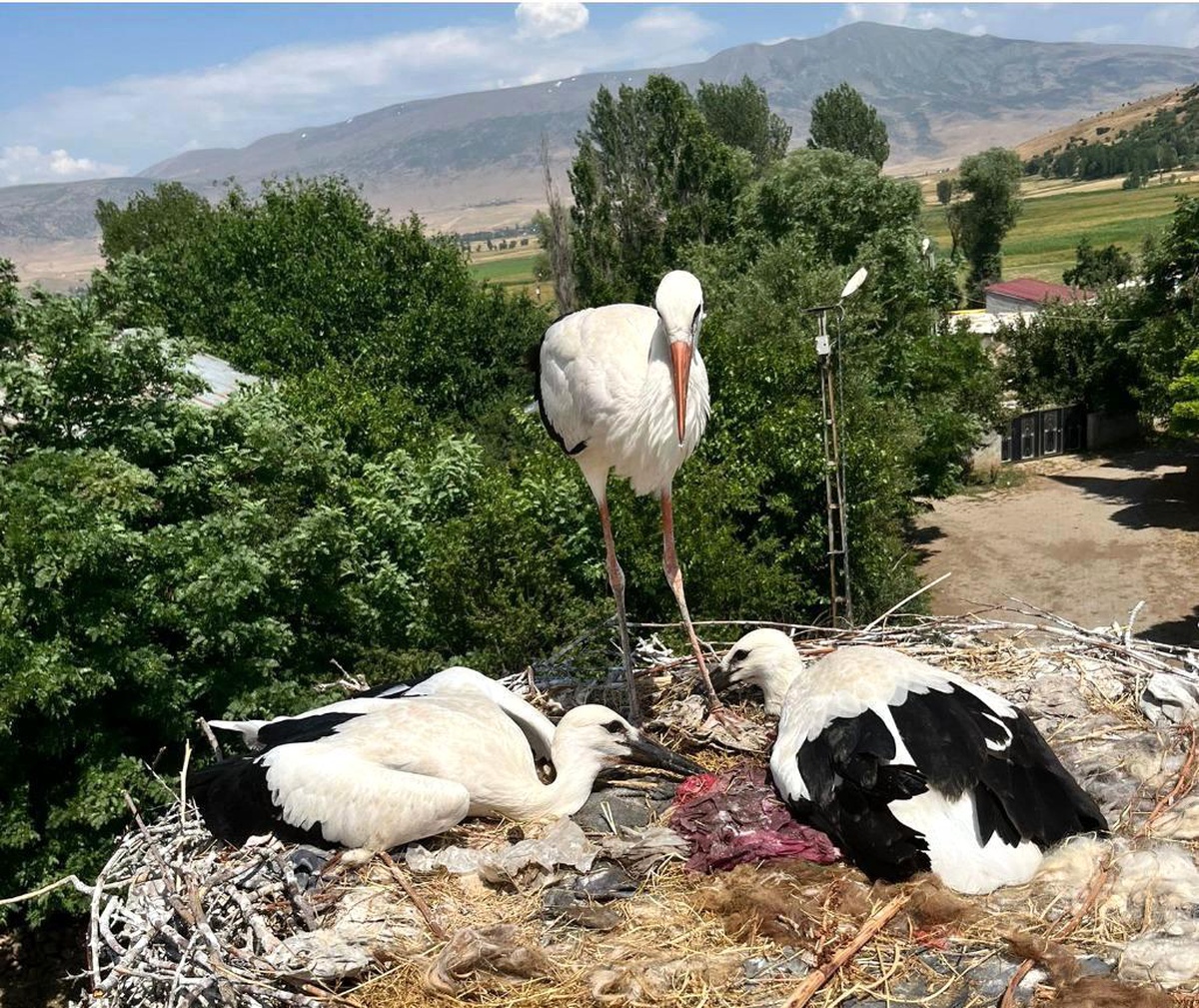 Leylekler İtfaiye Ekipleriyle Kurtarıldı