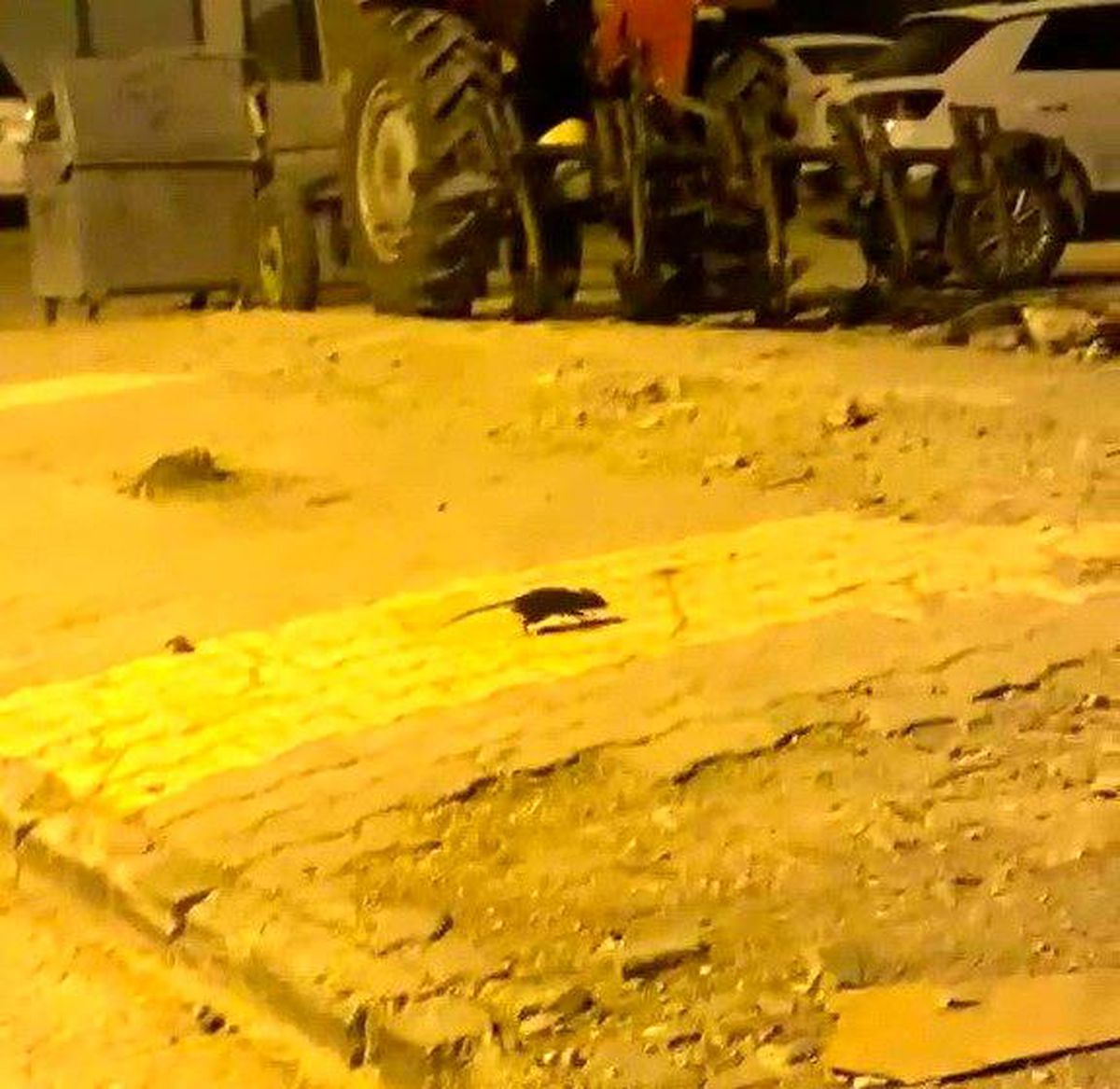 Adıyaman\'da Lağım Fareleri Korkutuyor