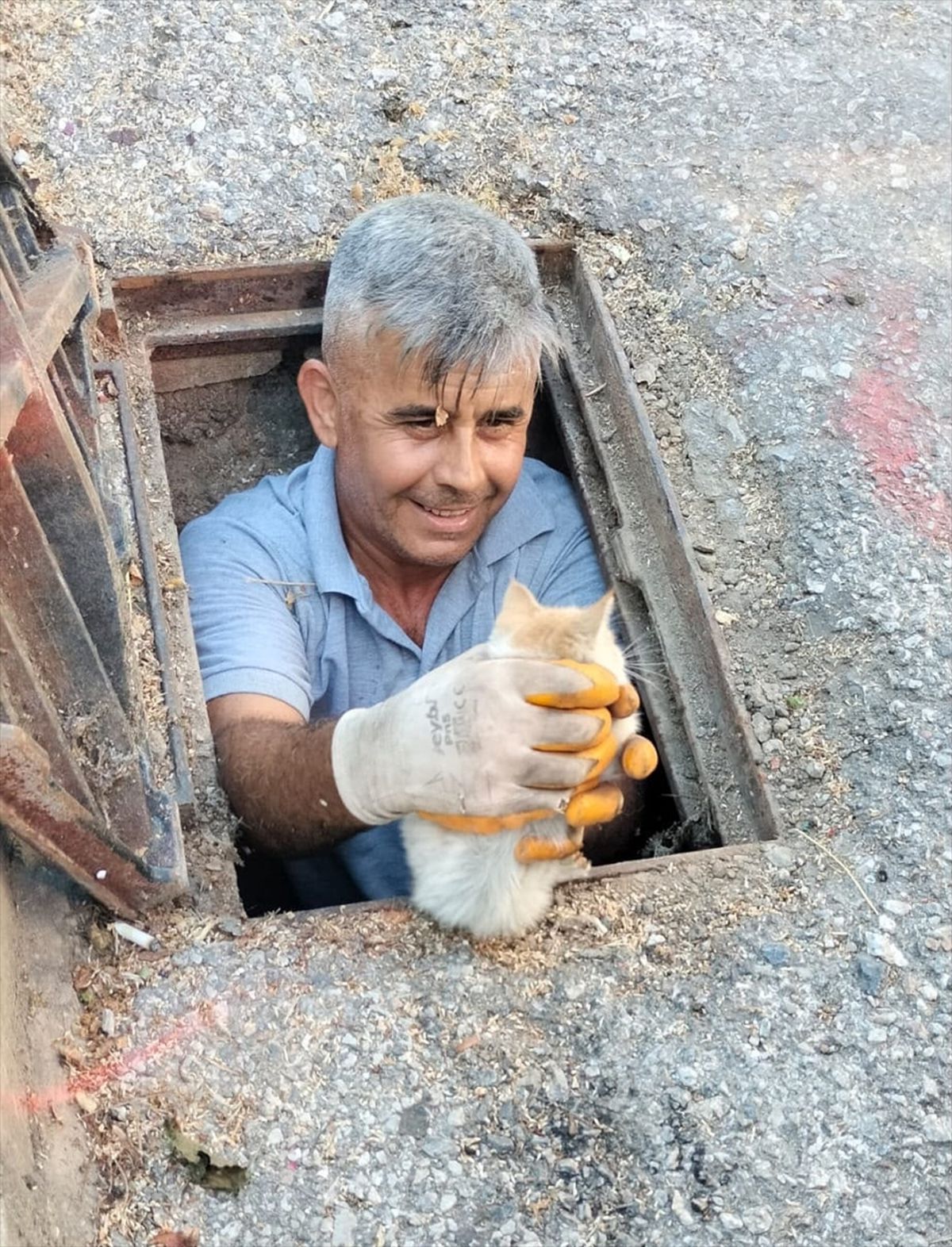 Küçük Kedi Yavrusunun Kurtuluşu