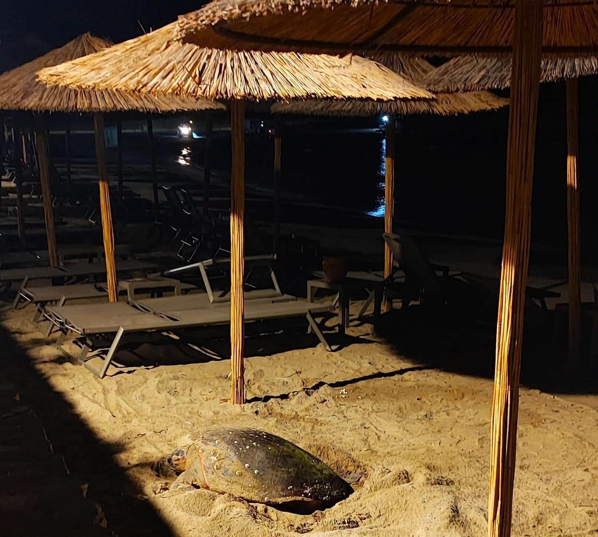 Aydın\'ın Kuşadası ve Didim kıyılarında caretta hareketliliği