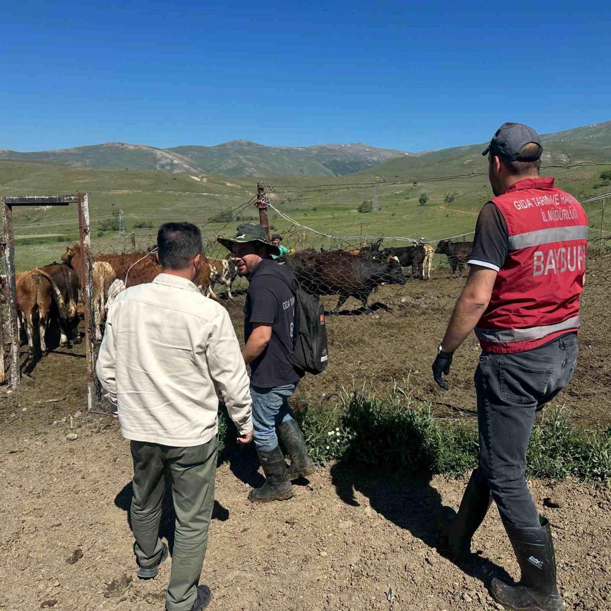 Bayburt\'ta 15 İthal Angus Gebe Düve Teslim Edildi