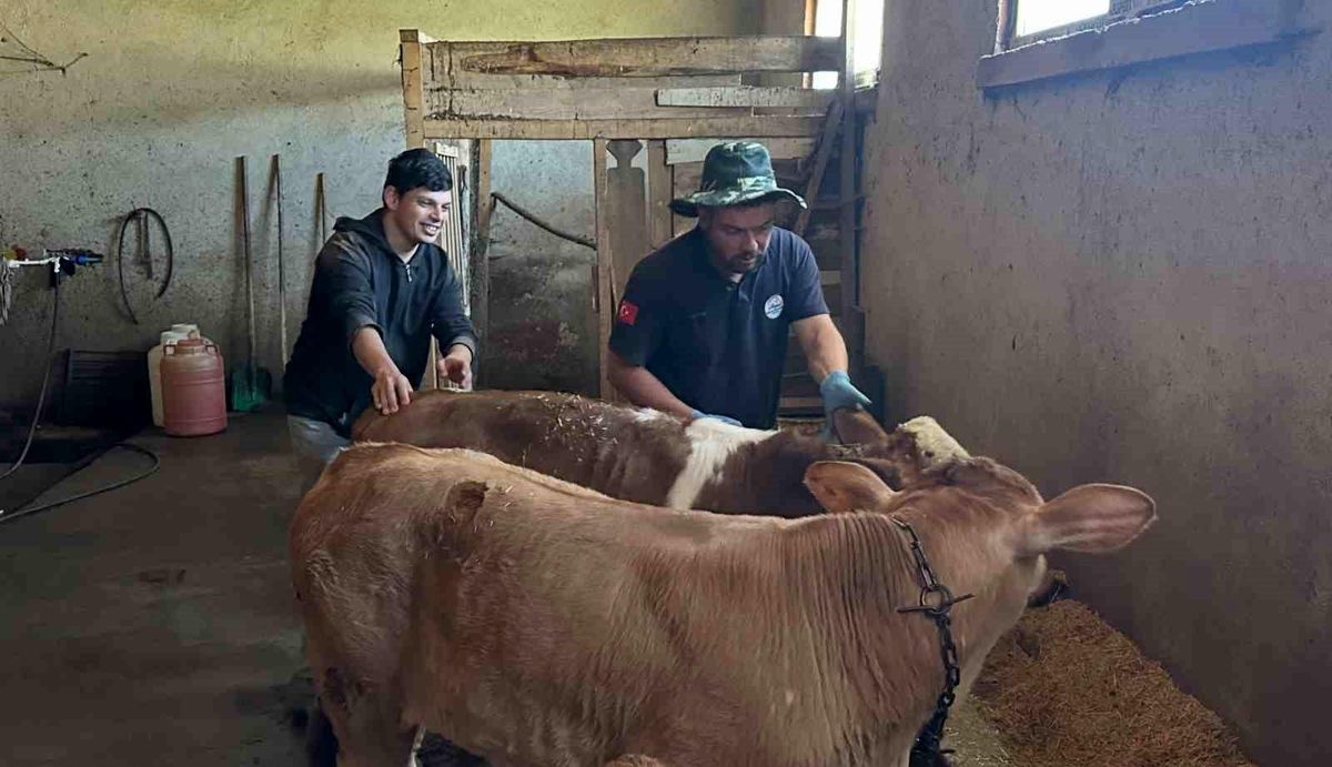 Bayburt\'ta Buzağı Aşılama ve Küpeleme Tamamlandı