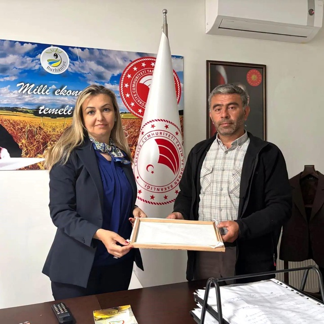 Burhaniye’de İlk İpek Kozası Hasadı