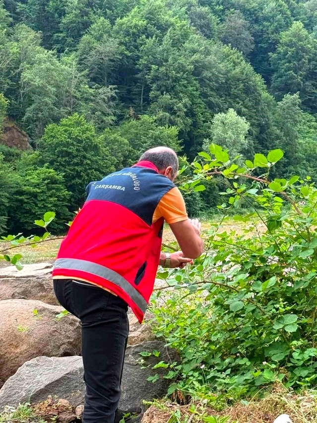 Samsun’da Kahverengi Kokarcaya Biyolojik Mücadele Başlatıldı