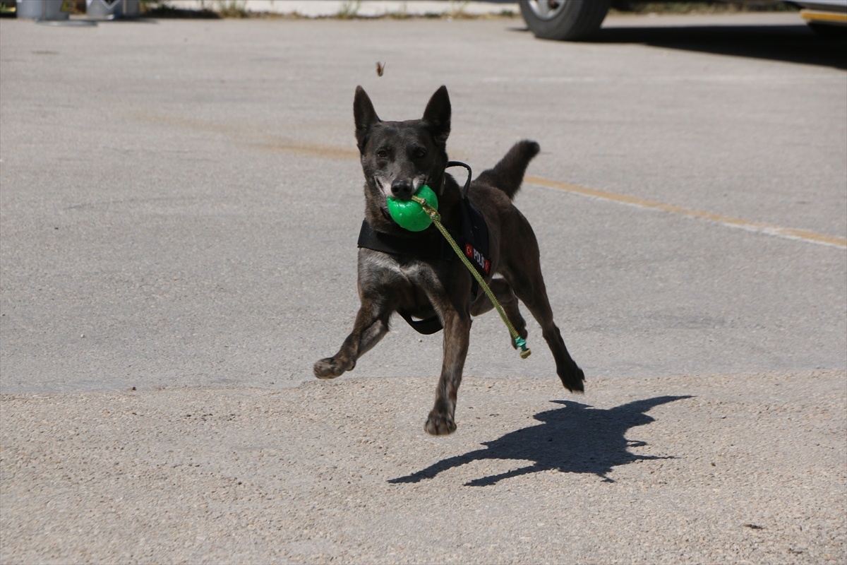 Eskişehir\'in Dedektör Köpekleri Uyuşturucuyla Mücadelede