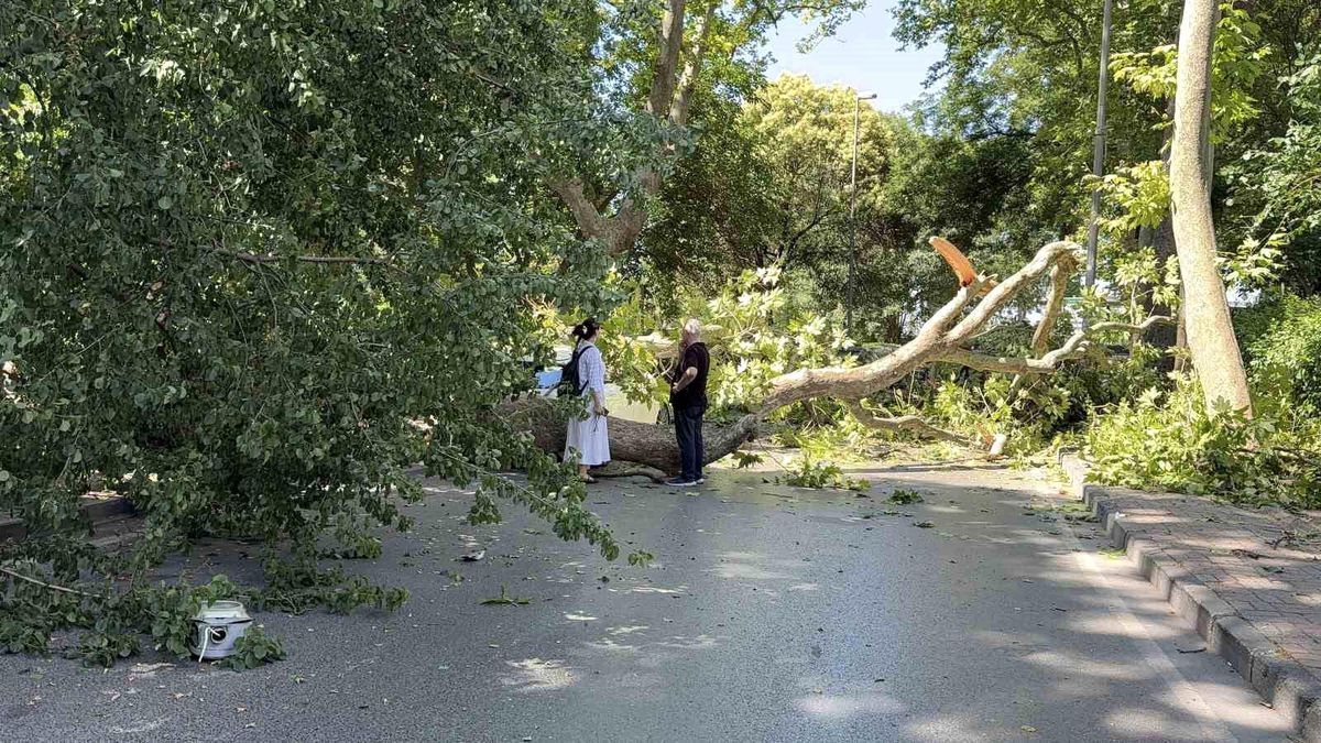 Florya\'da asırlık çınar aracın üzerine devrildi, yol trafiğe kapandı