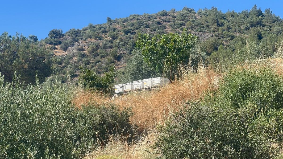 İznik\'te Yangın 1,5 Saatte Kontrol Altına Alındı