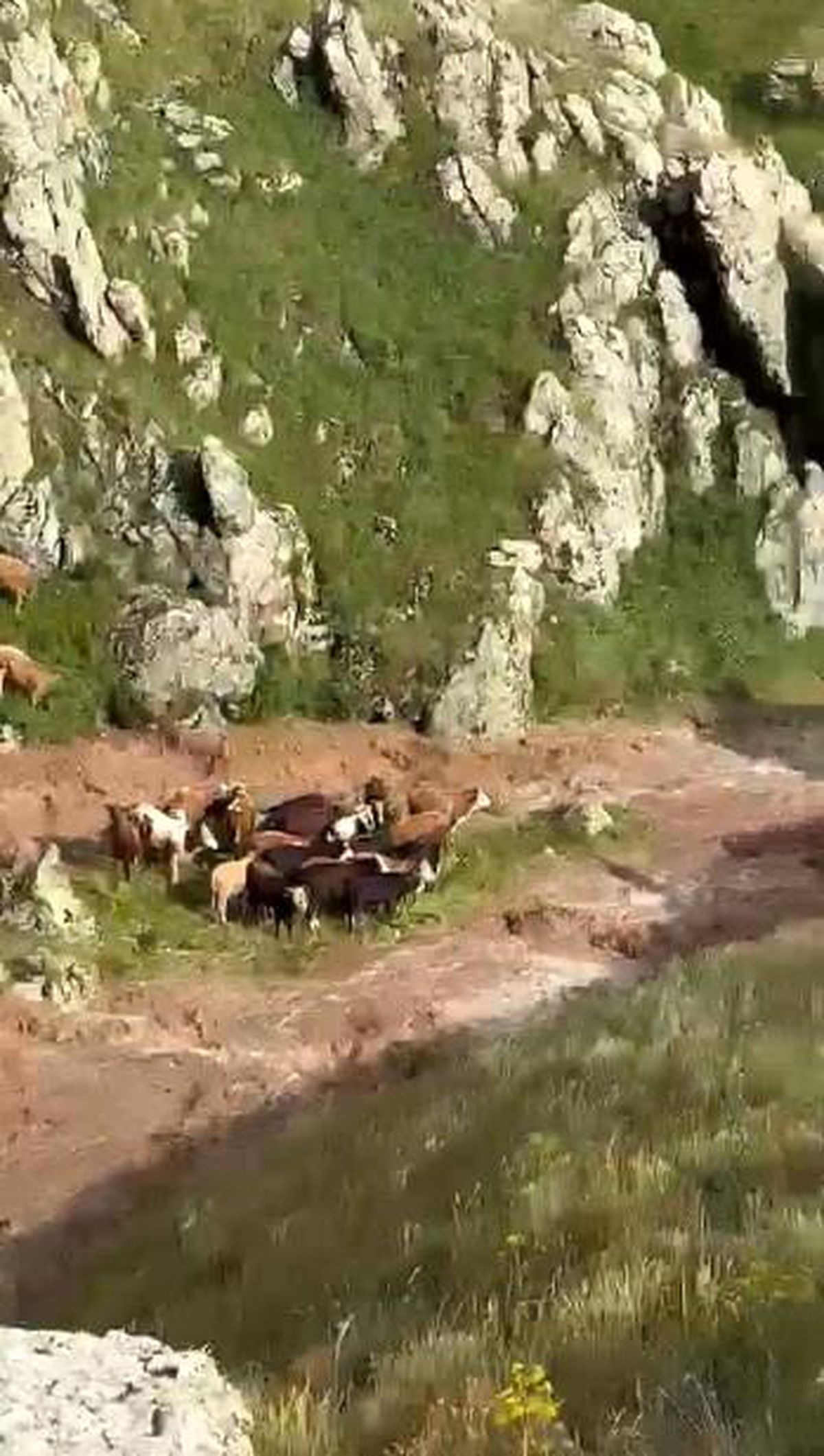 Kars\'ta Sel: 5 Büyükbaş Hayvan Telef Oldu