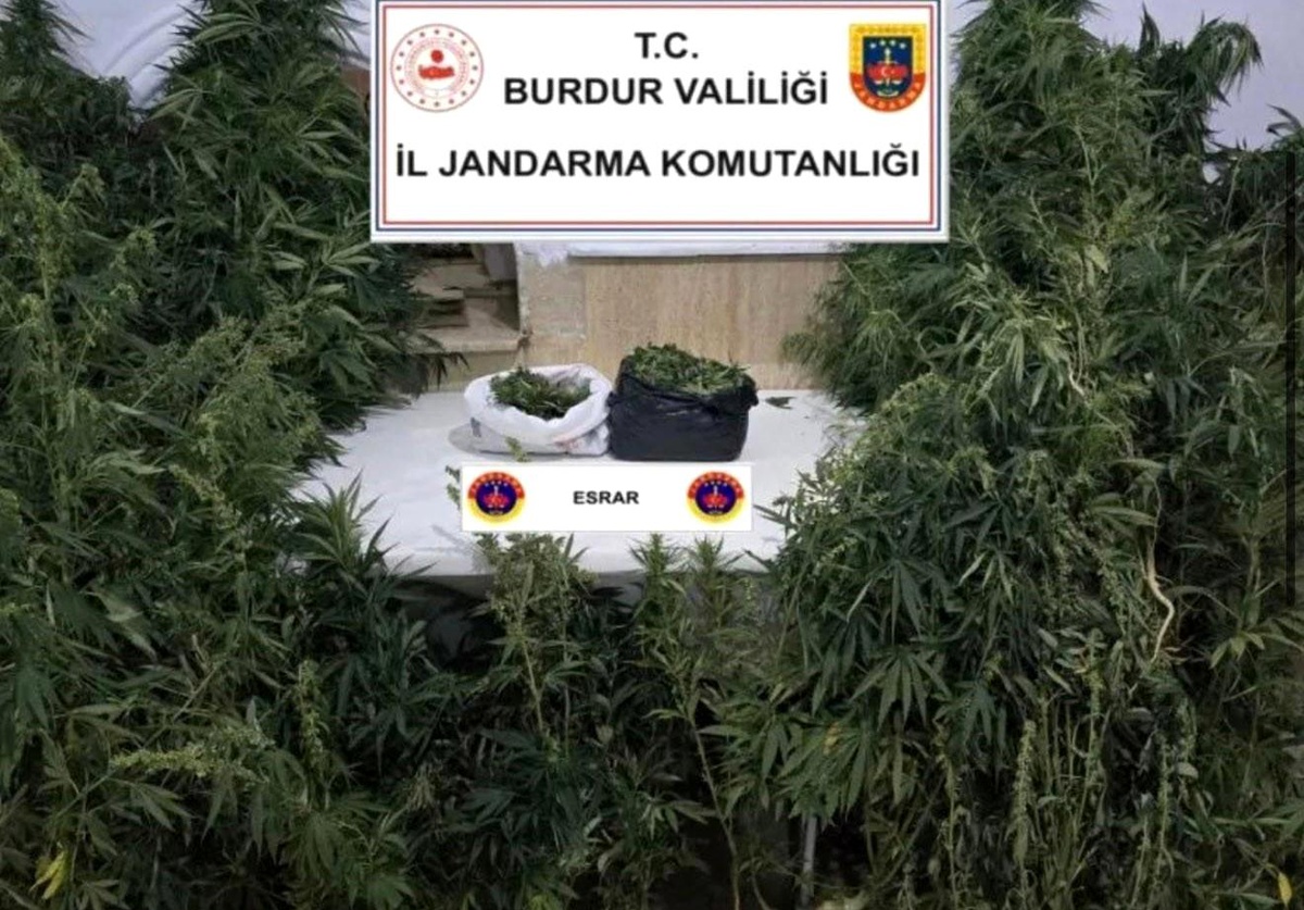 Bucak\'ta Yasa Dışı Kenevir Operasyonu