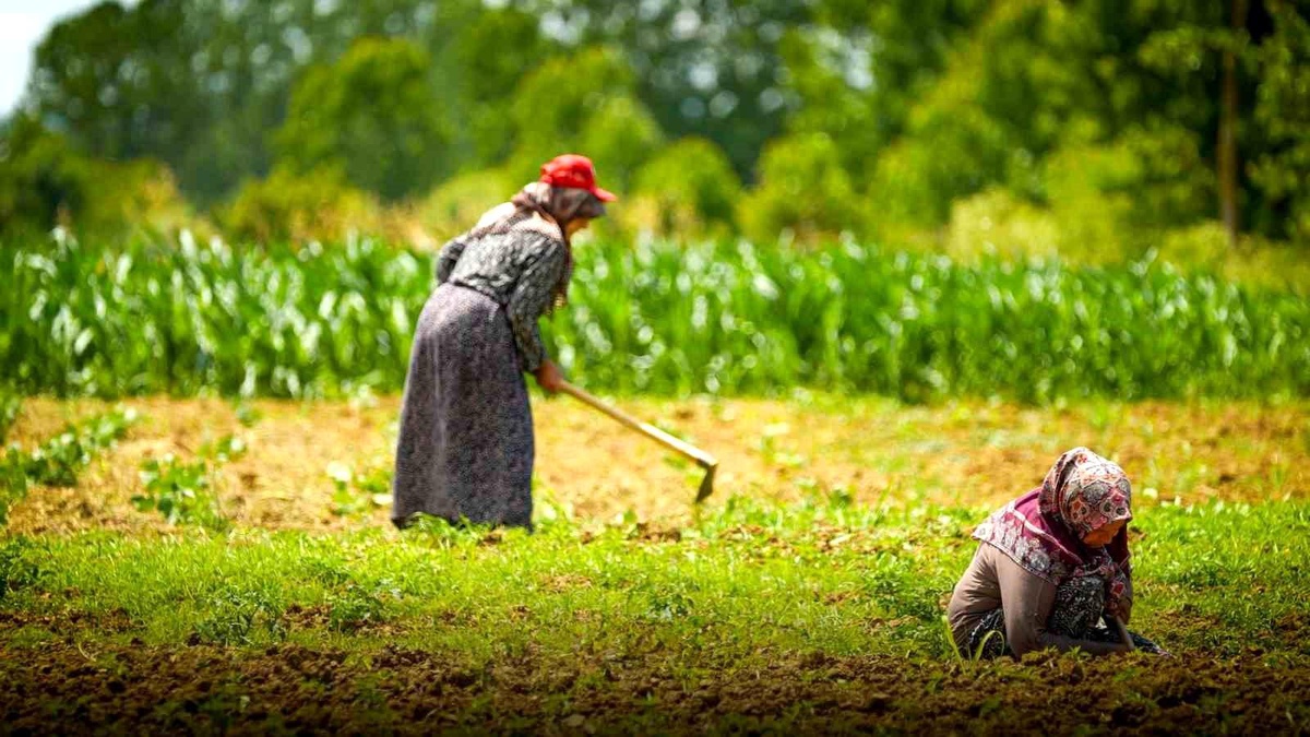 Kocaeli\'de tarım ve hayvancılığa 7 yılda 1,5 milyar lirayı aşkın destek sağlandı