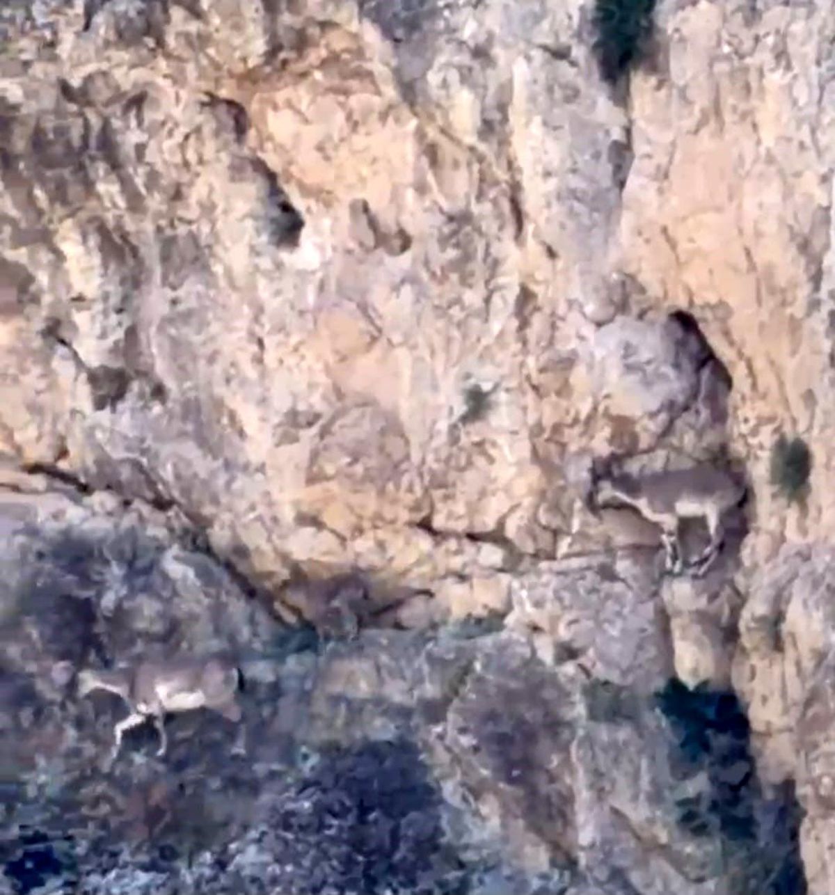Darende\'de Yaban Keçileri Görüntülendi