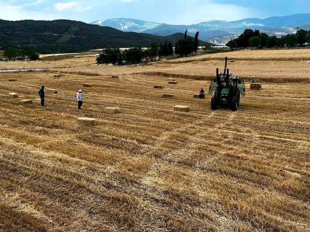 Saraydüzü’nde 2026 Buğday Hasadı Başladı