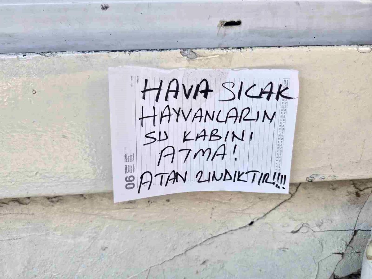 Eskişehir\'de Sokak Kedilerine Destek