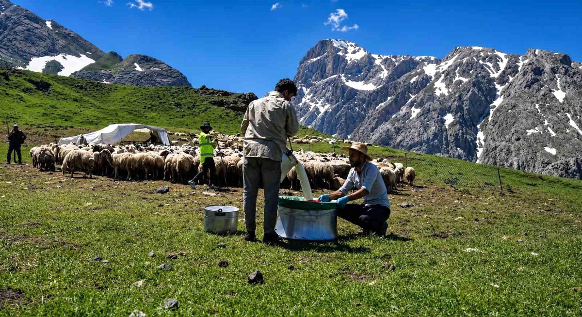 Munzur Dağları\'nda Peynir Üretimi