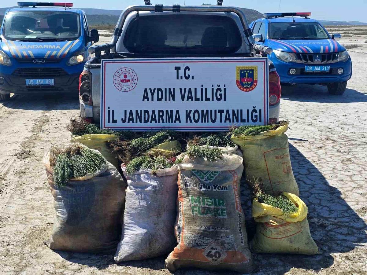 Didim\'de İzinsiz Bitki Toplayan 8 Kişiye İşlem