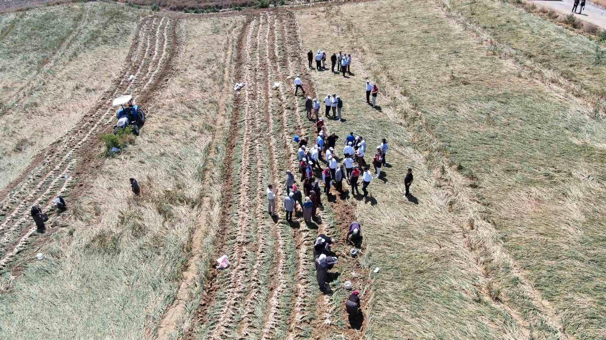 Taşköprü sarımsağı hasadı başladı, fiyatlar belli oldu