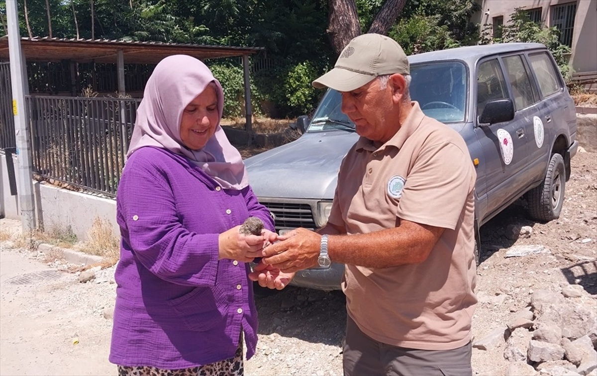 Yaralı Baykuş Yavrusu Kurtarıldı